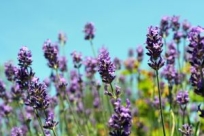 wild lavender